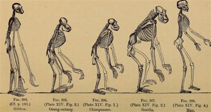Are apes scared of humans?