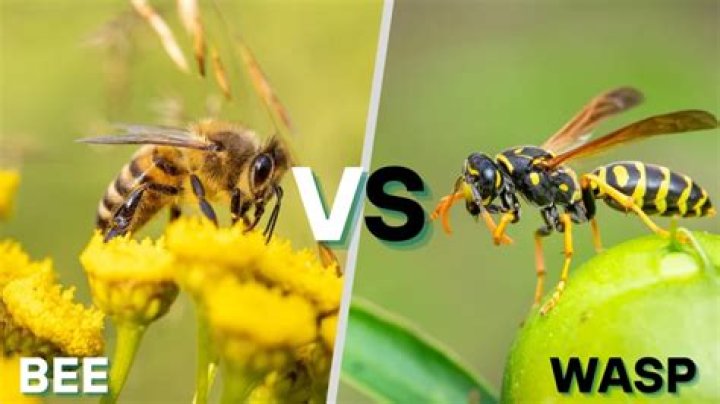 Are bees or wasps more aggressive?