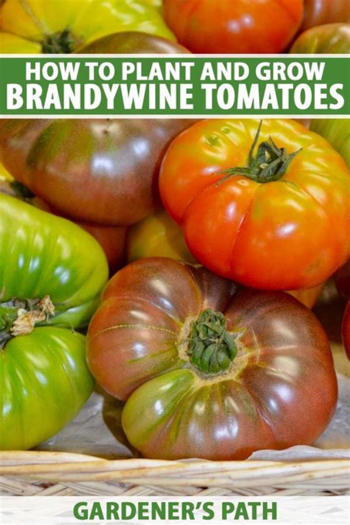 Are Brandywine tomatoes hard to grow?