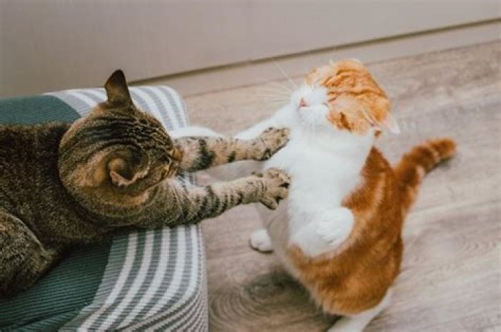 Are cats territorial over owners?