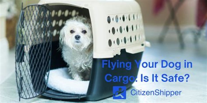 Are dogs safe in cargo?
