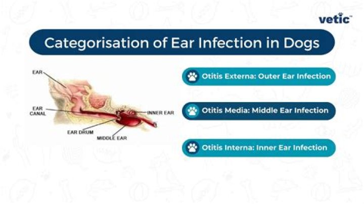 Are ear infections covered by pet insurance?