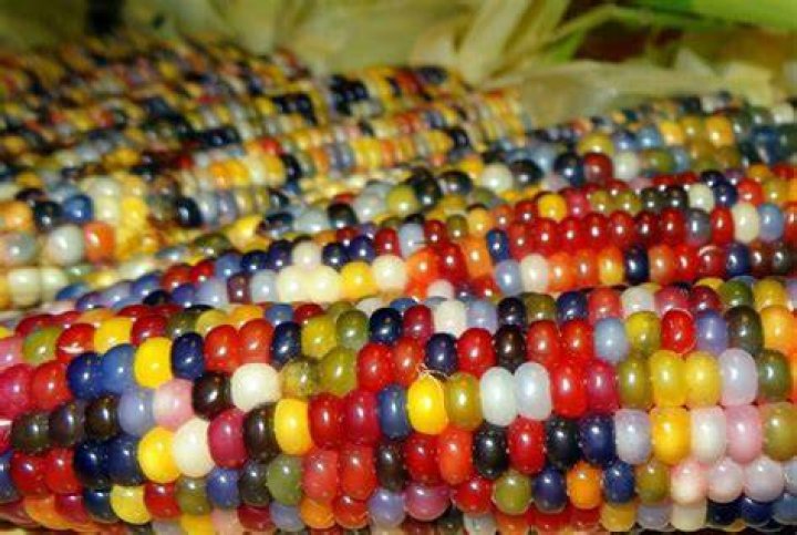 Are Glass gem corn real?