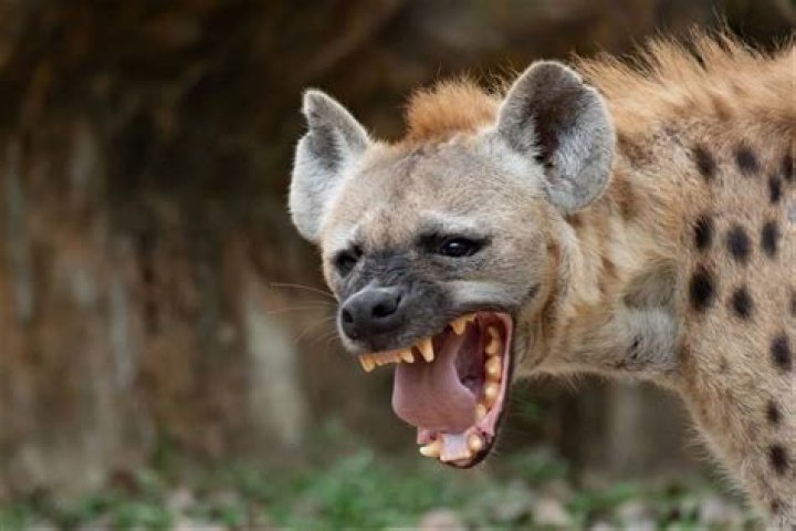 Are hyena in Arizona?