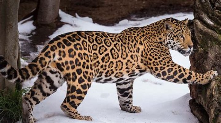 Are jaguars in the US?