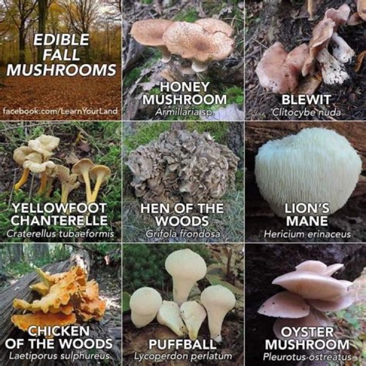 Are mushrooms a sign of fall?
