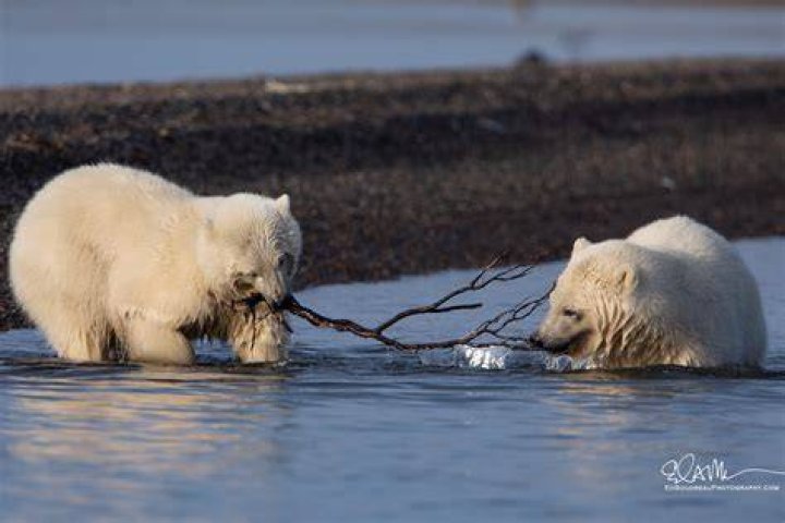 Are there polar bears in Kavik Alaska?