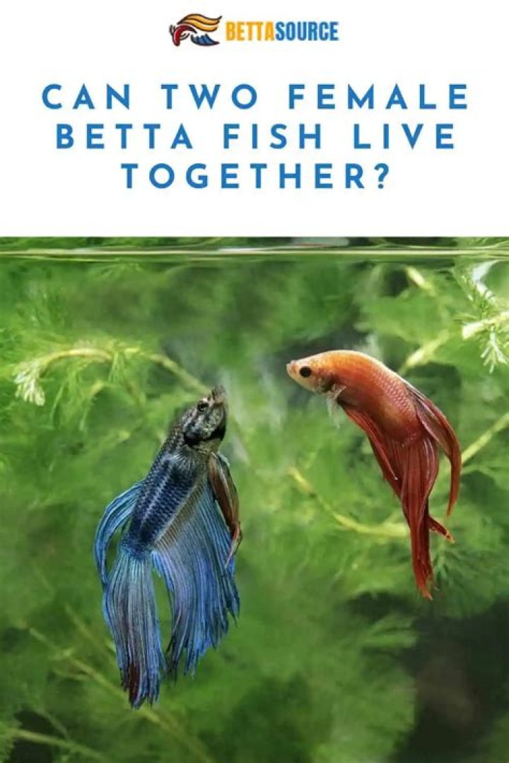 Can 2 female bettas live together?