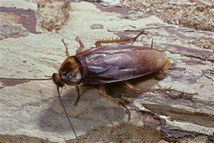 Can a cockroach survive a fall?
