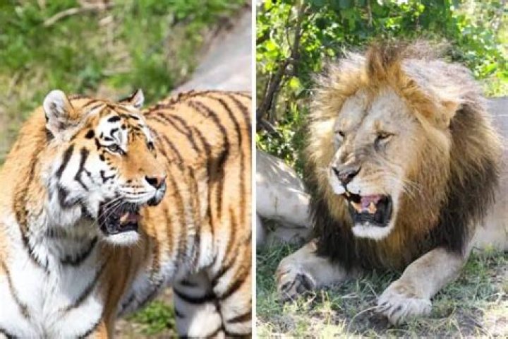 Can a lion meet a tiger?