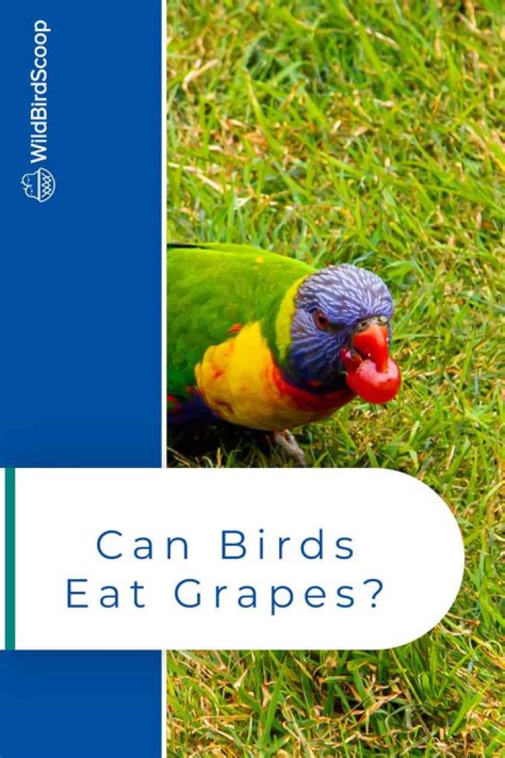 Can birds have grapes?