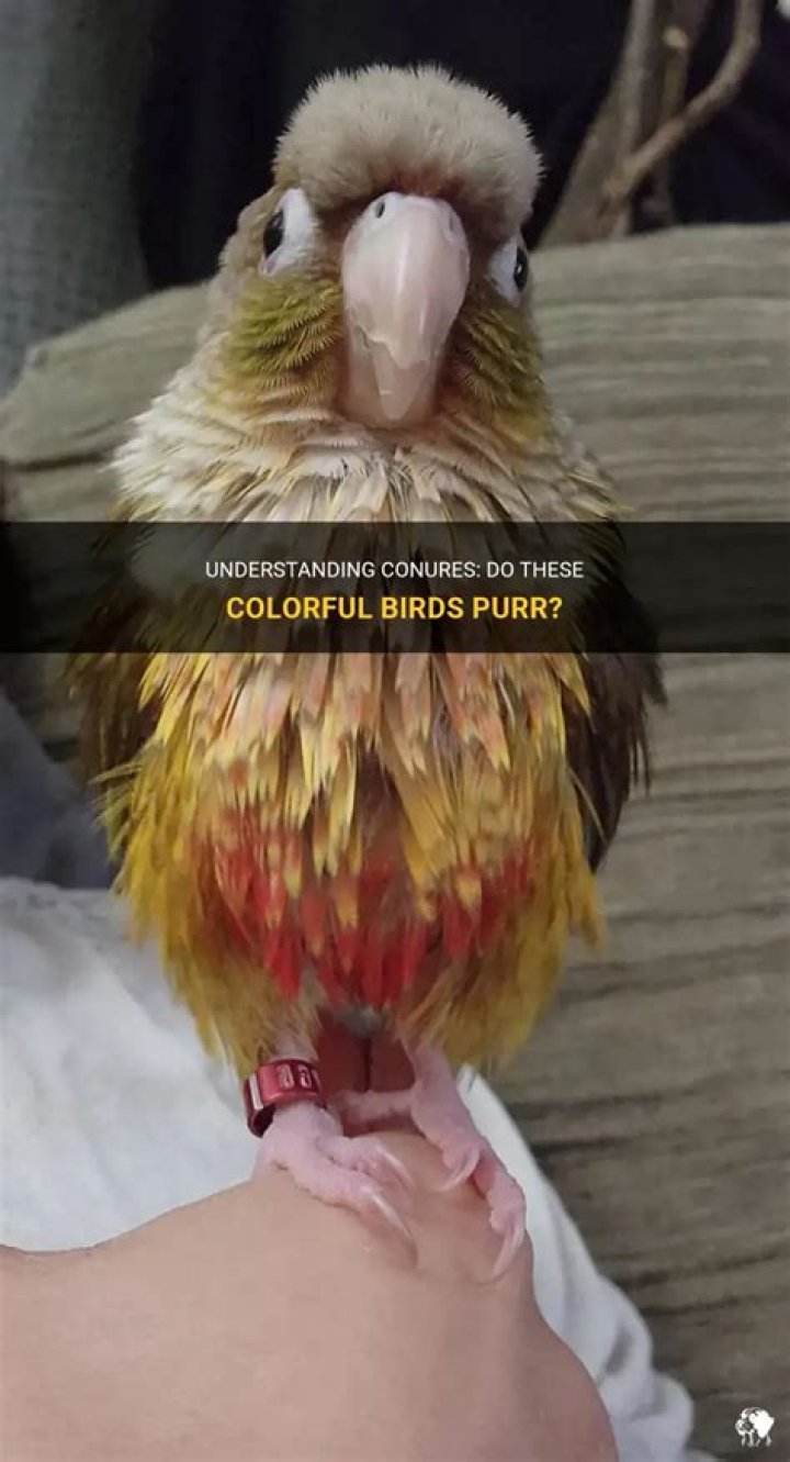 Can birds purr?