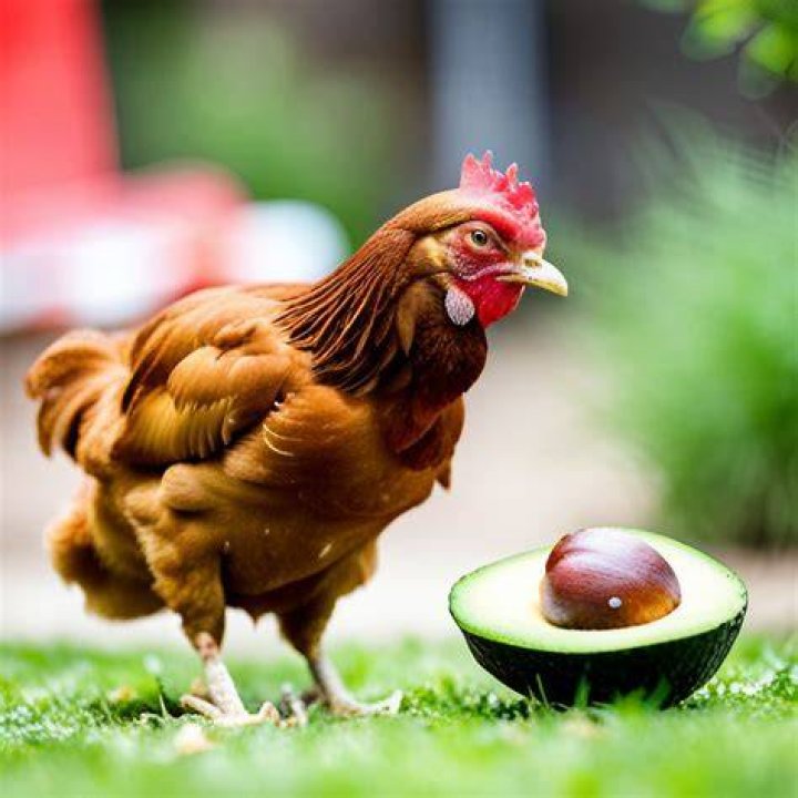 Can chickens eat avocado?
