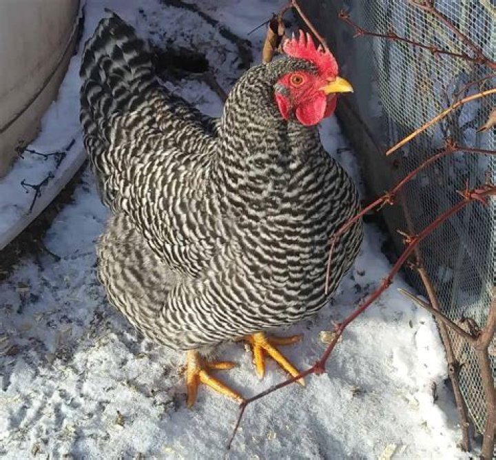 Can chickens stay outside in winter?