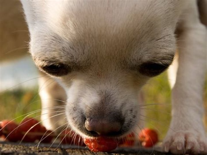 Can dogs have cloud berries?