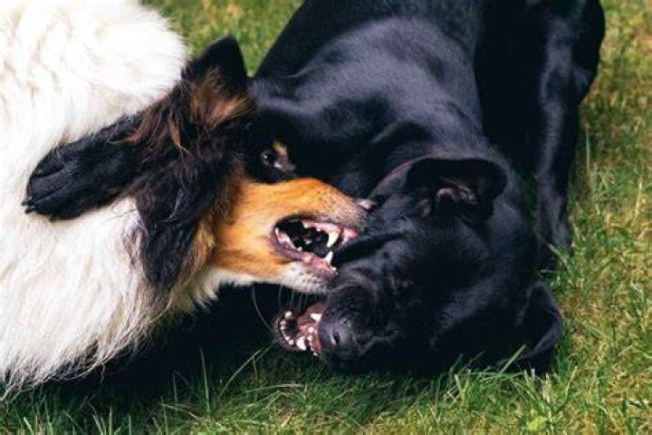 Can dogs live together after fighting?