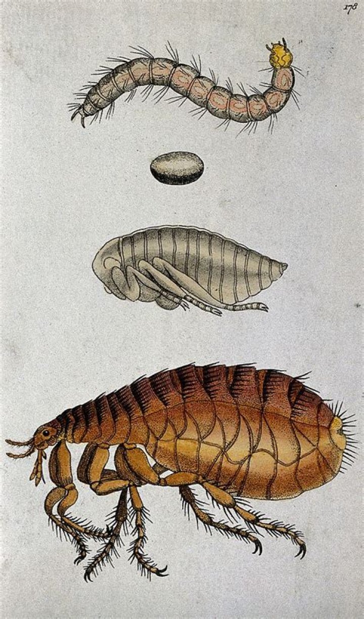 Can fleas live on bedsheets?
