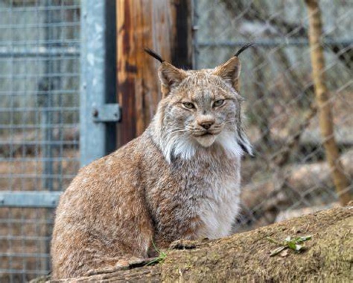 Can I have a pet lynx?