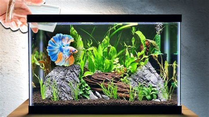 Can I put aloe vera in my betta fish tank?