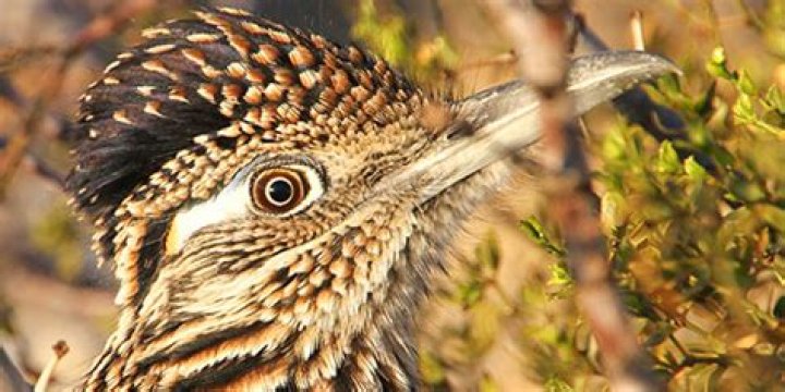 Can Roadrunners fly?