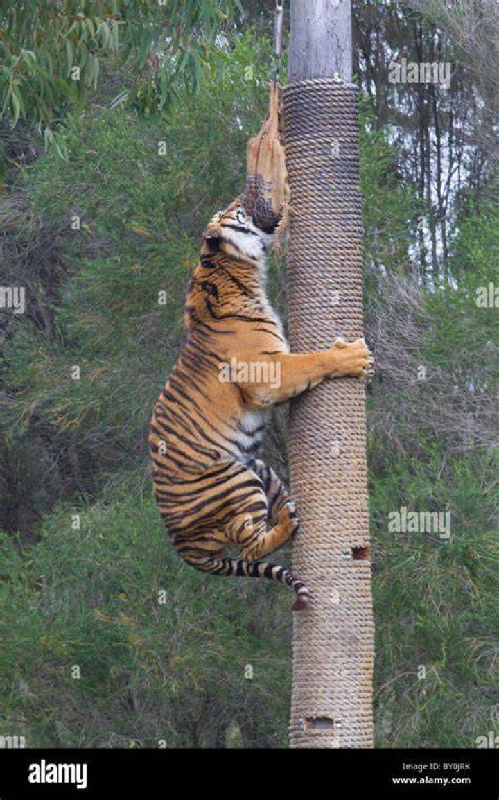 Can tiger climb trees?