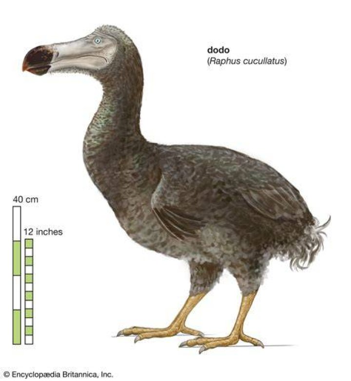 Can we clone a dodo bird?