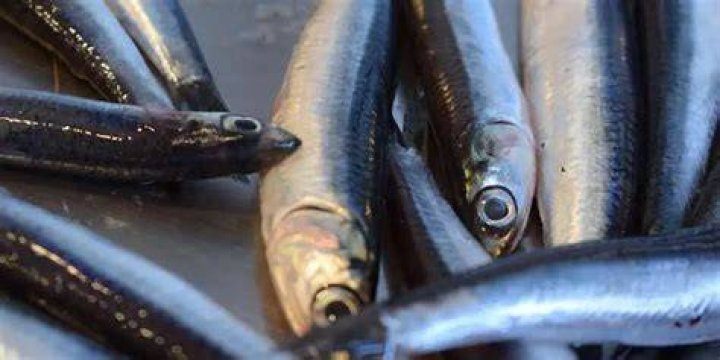 Can you eat raw anchovies?