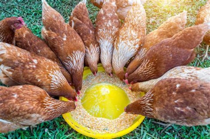 Can you feed chickens once a day?