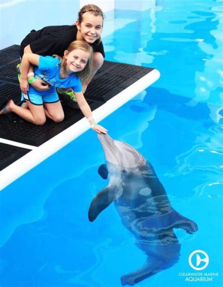 Can you pet the dolphins at Clearwater Marine Aquarium?