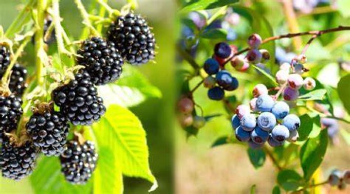 Can you plant blackberries next to blueberries?