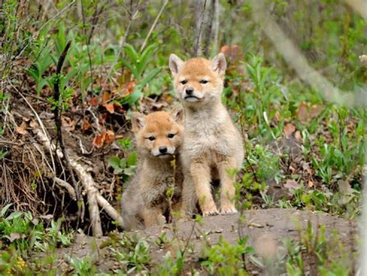 Can you raise a baby coyote?