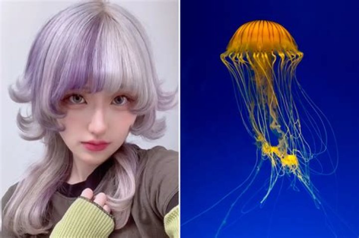 Could put a horn on a jellyfish?