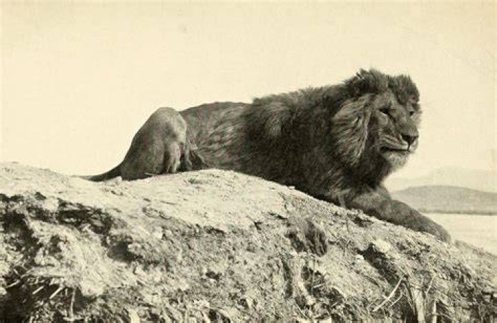 Did lions ever live in England?