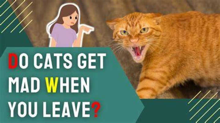 Do cats get mad when you leave?