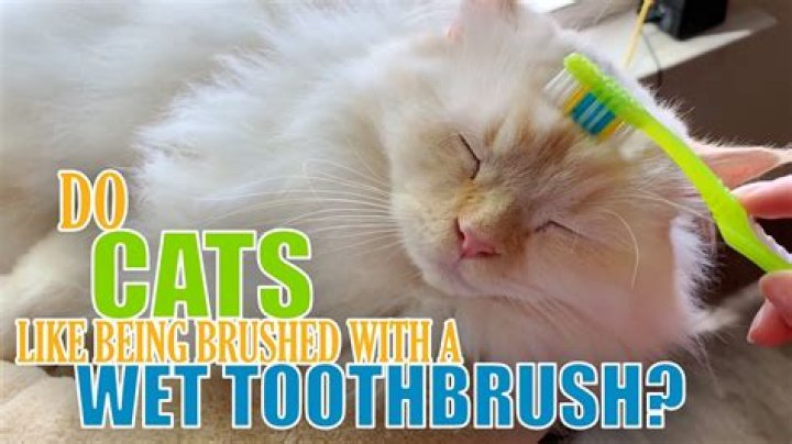 Do cats like to be brushed with a toothbrush?