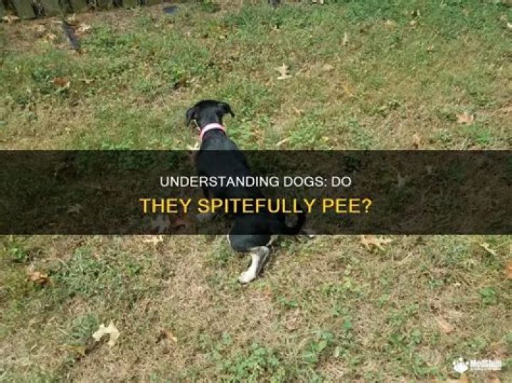 Do dogs spite pee?
