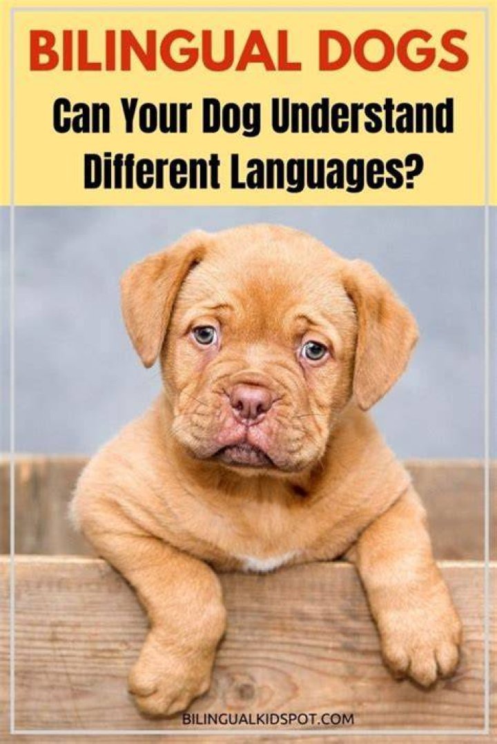 Do dogs understand English or Spanish?