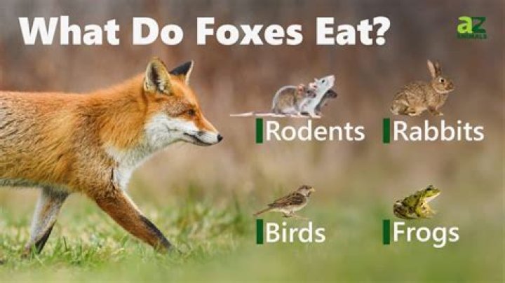 Do foxes come out during the day?