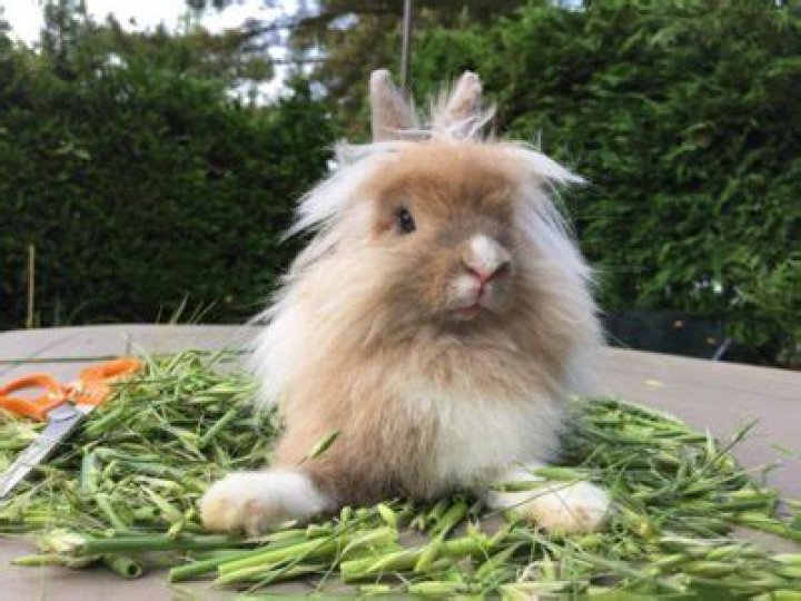 Do Lionhead rabbits eat meat?
