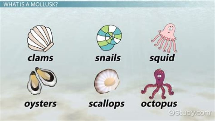 Do mollusks change their shells?