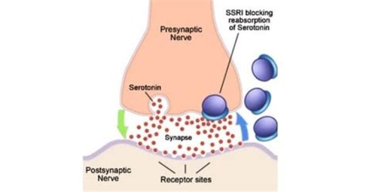 Do serotonin receptors grow back?