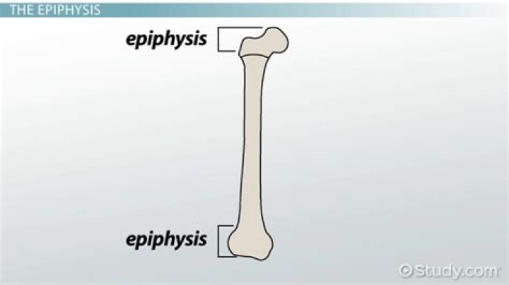 Do short bones have epiphysis?