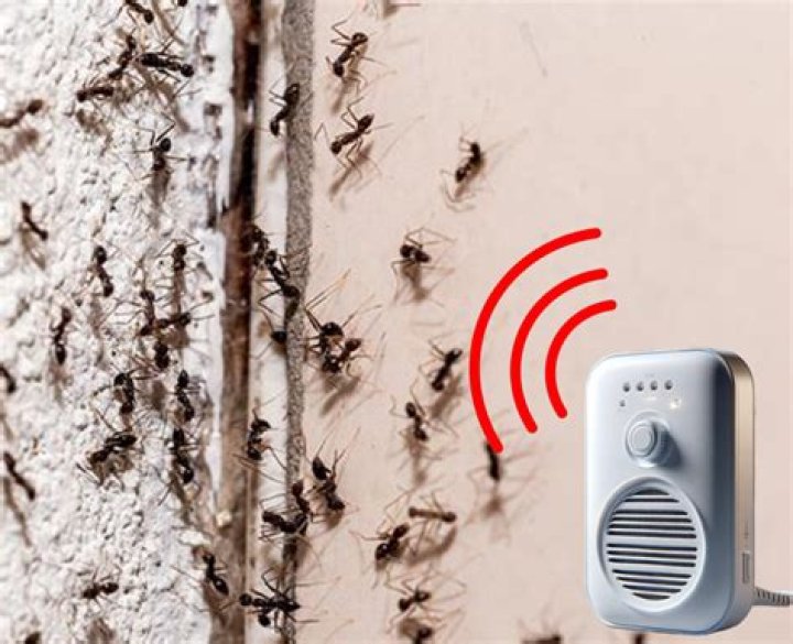 Do ultrasonic pest repellers work on termites?