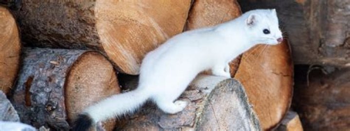 Do weasels turn white in winter?