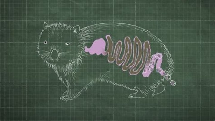Do wombats poop squares?