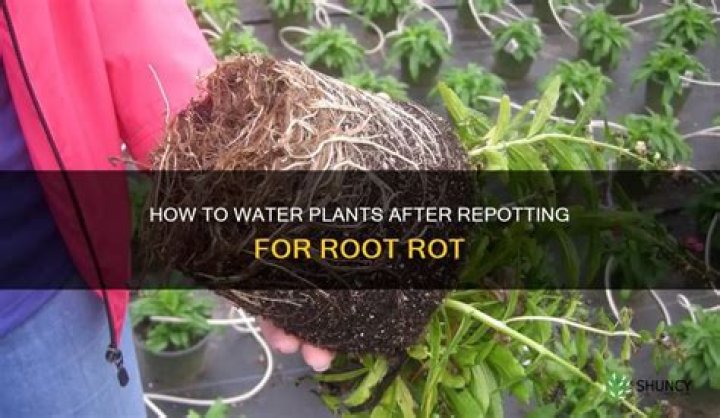 Do you water after repotting root rot?