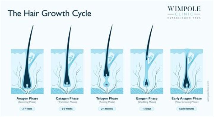 Does hair stop growing as you age?