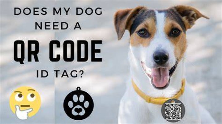 Does my dog need a name tag?
