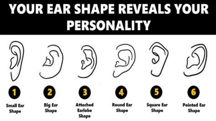 Does small ears mean short life?