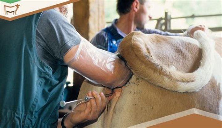 How are cattle artificially selected?